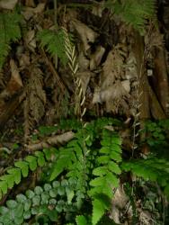 Blechnum membranaceum. Prostrate sterile fronds with toothed pinnae, and longer, erect, fertile fronds.
 Image: L.R. Perrie © Leon Perrie CC BY-NC 3.0 NZ